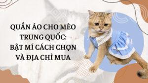 Quần áo cho mèo Trung Quốc: Bật mí cách chọn và địa chỉ mua