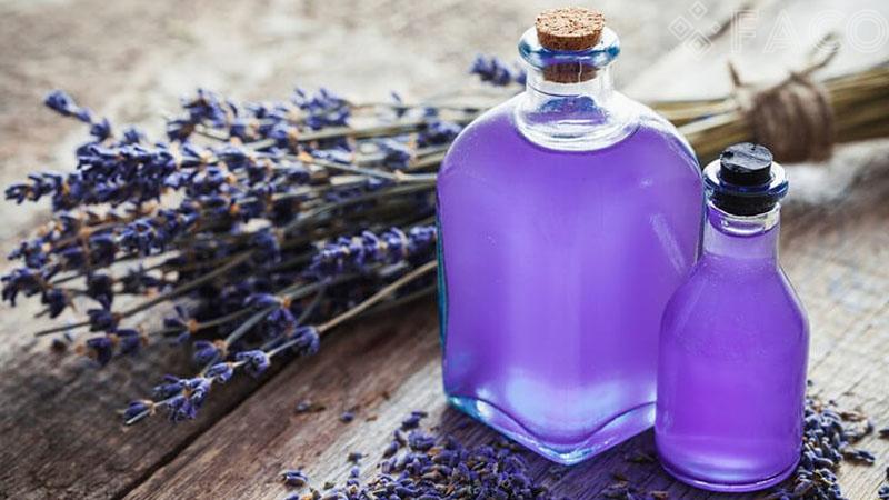 Nước hoa hương Lavender