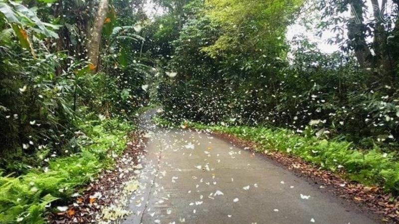 Vườn quốc gia Cúc Phương 