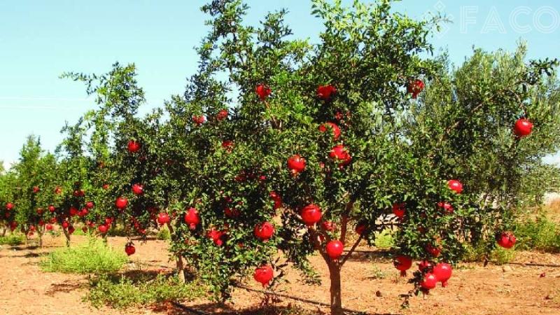 Cách trồng cây lựu lên tươi tốt, sai quả 