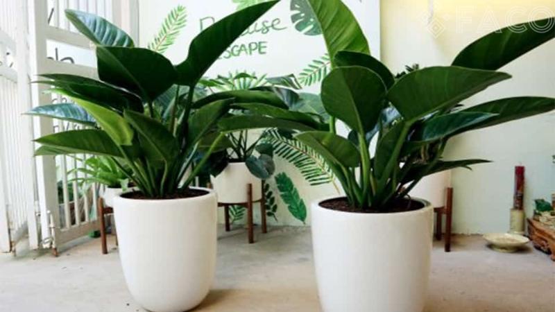 Cây Trầu Bà Đế Vương