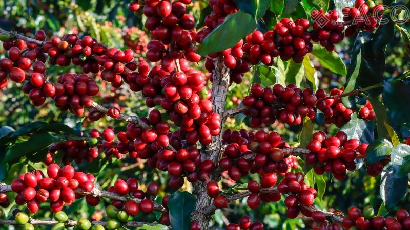 Các thành phần dinh dưỡng có trong cà phê
