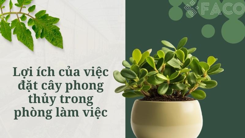 Lợi ích của việc đặt cây phong thủy trong phòng làm việc