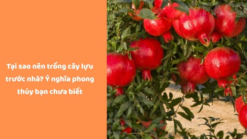 Tại sao nên trồng cây lựu trước nhà? Ý nghĩa phong thủy bạn chưa biết