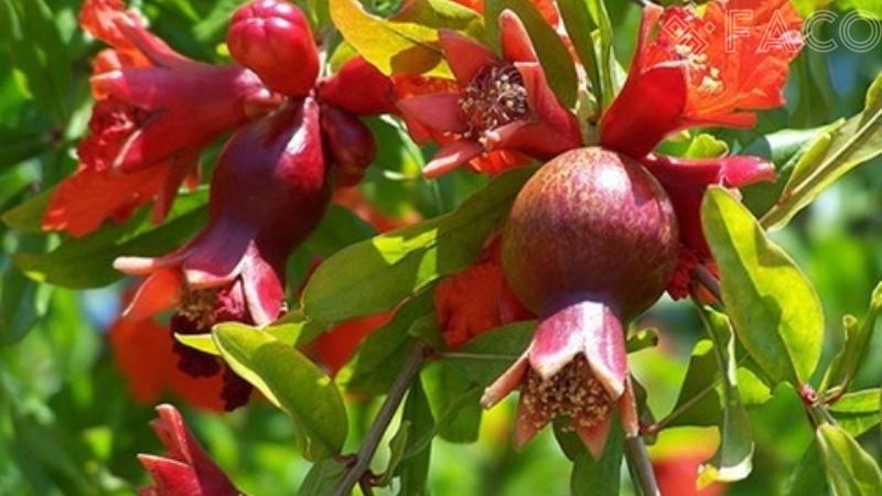 Ý nghĩa phong thủy của việc trồng cây lựu trước nhà